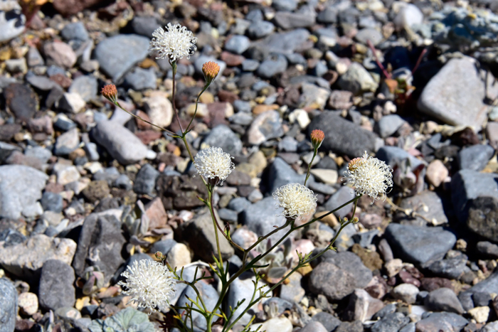 Fleshcolor Pincushion prefers elevations between 1,000 to 3,500 feet (300-1066 m) and open loose sandy soils often in burn areas. They also prefer dry and semi-dry shrublands and chaparral plant communities. Chaenactis xantiana